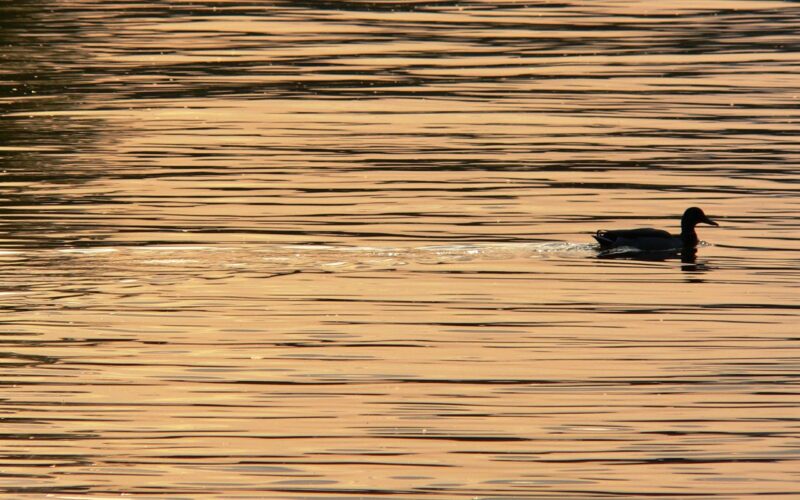 Wasserbelüftung für Fischteiche – Sauerstoffversorgung & Teichgesundheit · Gesunde Fische in klaren Wasser dank effektiver Belüftung im Teich