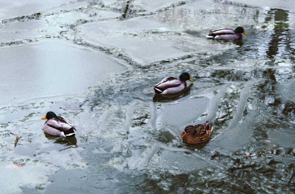 Belüftung im Winter · Fische ruhend in Tiefe des Teichs während der Winterbelüftung läuft