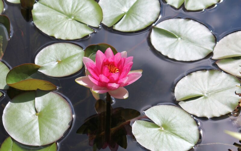 Teichpflege im Sommer · Teichpflanzen und Seerosen spenden Schatten im heißen Sommer und helfen Wasserqualität