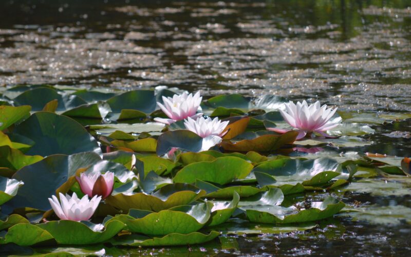 Klares Wasser ohne Chemie · Gartenteich mit Wasserpflanzen und diffuser Belüftung – nachhaltige Pflege