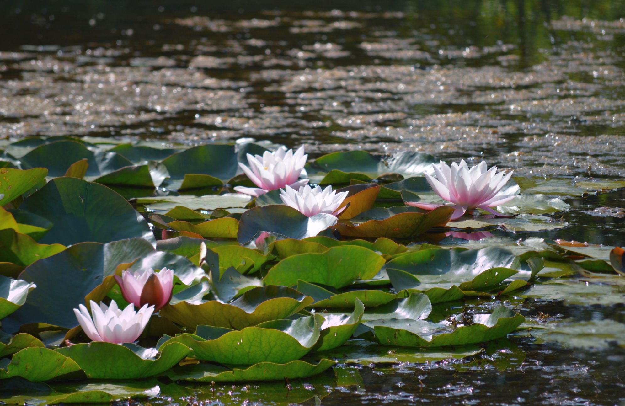 Klares Wasser ohne Chemie · Gartenteich mit Wasserpflanzen und diffuser Belüftung – nachhaltige Pflege